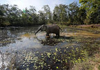 A dying breed: Dak Lak elephants set for better welfare