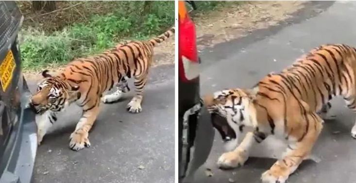 Ô tô SUV chở 6 người kẹt giữa rừng, bị hổ kéo lê xe