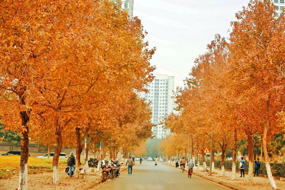 Du khách 'thất thần' chứng kiến 'con đường lá phong rợp đỏ như Hàn Quốc' tại Hà Nội