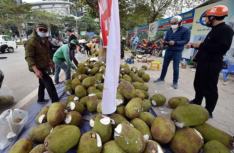 Thêm Quảng Ninh dừng xuất nhập khẩu, hàng triệu tấn hoa quả nguy khó
