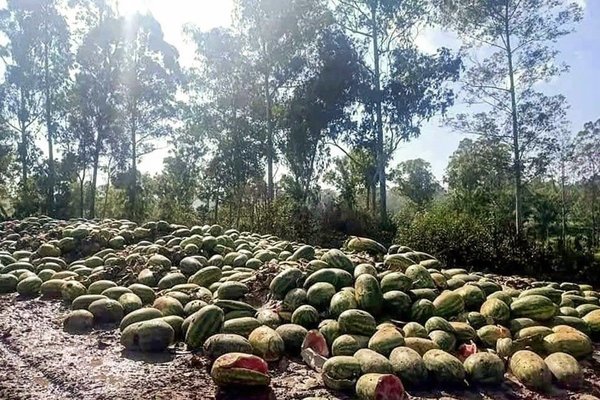 Trung Quốc kiểm dịch chặt, Myanmar vứt hàng nghìn tấn hoa quả gần biên giới