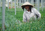 Vắng thương lái, người trồng hoa ở Đà Nẵng lo ‘mất Tết’