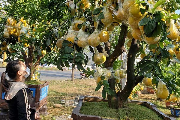 Bưởi vàng ươm giá hàng chục triệu đồng đổ bộ thành Vinh chưng Tết