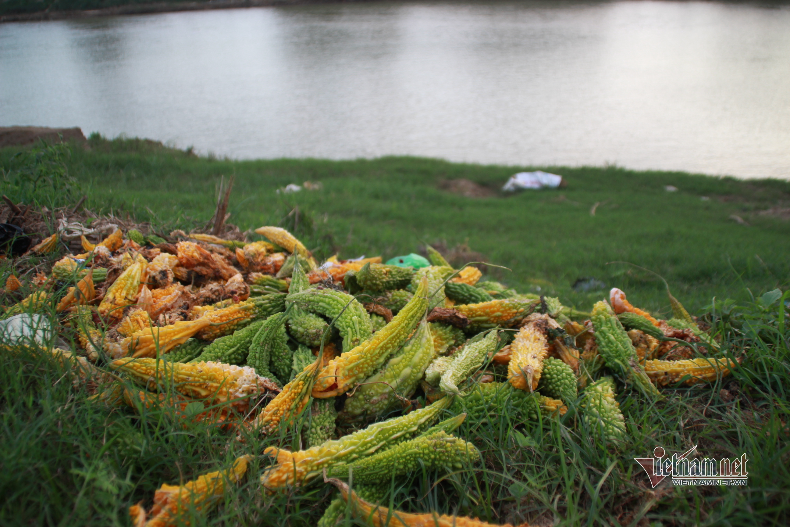 Rau củ hư hỏng vứt đầy bờ sông, nông dân Quảng Nam lo mất Tết