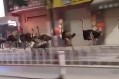 Video chim đà điểu ‘diễu binh’ náo loạn thành phố Trung Quốc