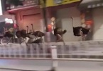 Video chim đà điểu ‘diễu binh’ náo loạn thành phố Trung Quốc