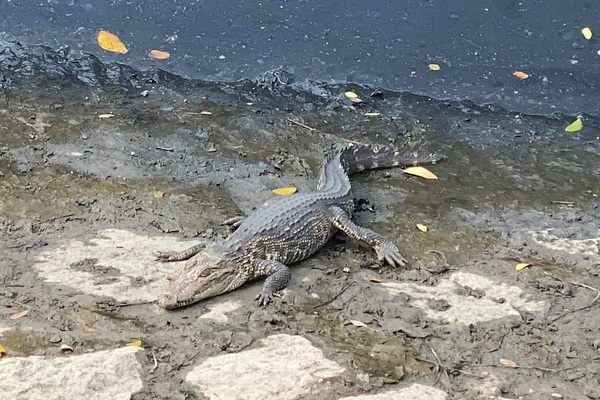 TP.HCM: Cá sấu xuất hiện trên kênh Lò Gốm
