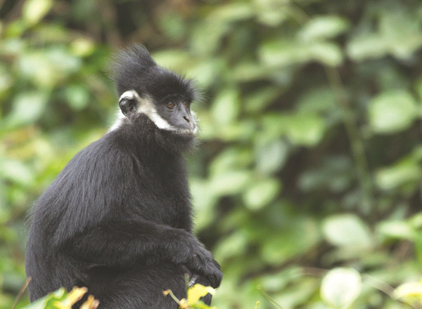 Monkeying around: farmers focused on langur protection