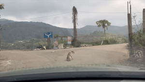 Nữ tài xế buộc phải lùi xe vì chú chó nằm giữa đường khi vào bản