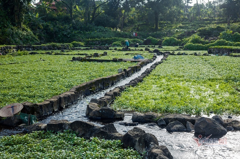 Rau sạch nhất Việt Nam, trồng trên ruộng đá tưới nước giếng cổ 5,000 năm