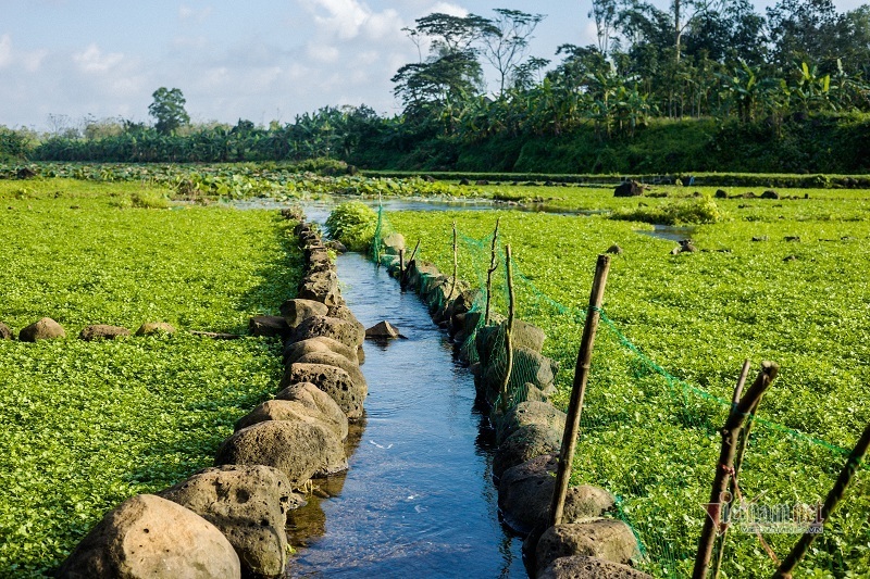 Rau sạch nhất Việt Nam, trồng trên ruộng đá tưới nước giếng cổ 5.000 năm