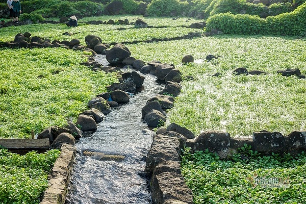 Watercress grown in rocky fields cultivated with water from an ancient well