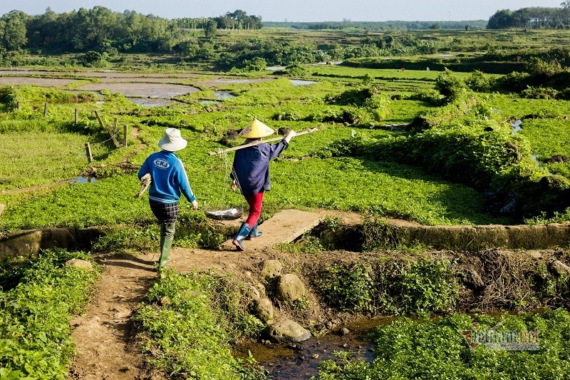 Rau sạch nhất Việt Nam, trồng trên ruộng đá tưới nước giếng cổ 5.000 năm