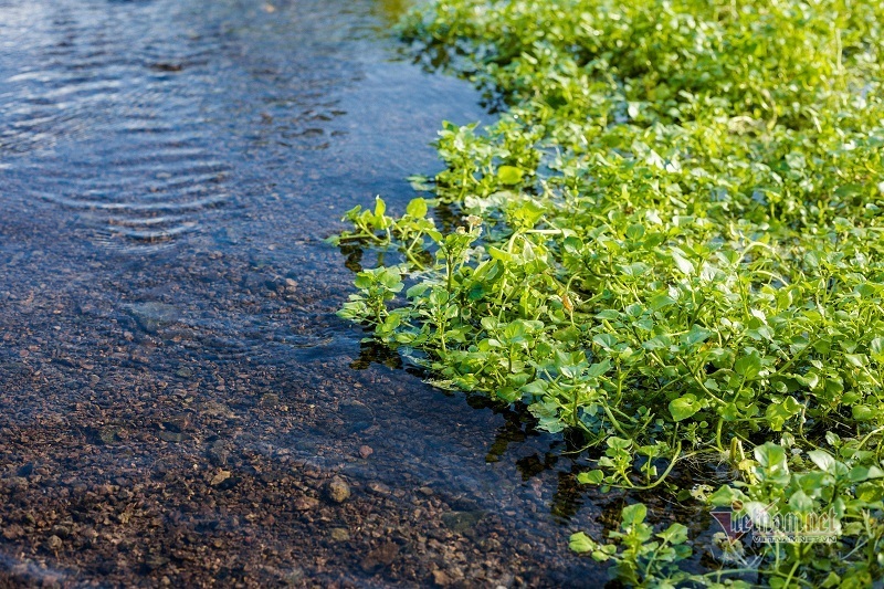 Rau sạch nhất Việt Nam, trồng trên ruộng đá tưới nước giếng cổ 5,000 năm