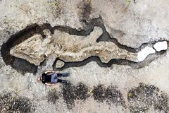 Cận cảnh hóa thạch 'rồng biển' 180 triệu năm tuổi, hộp sọ nặng 1 tấn