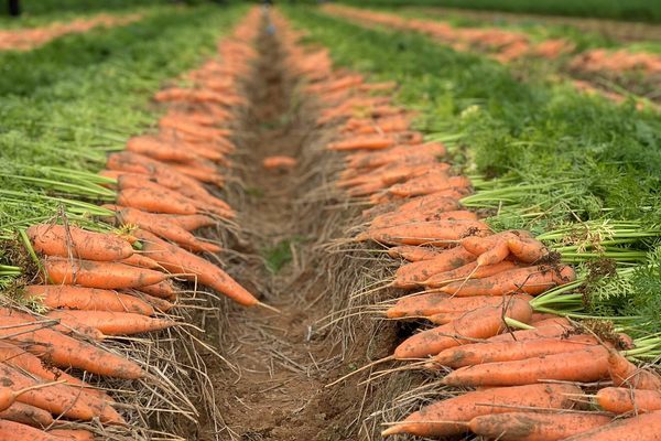 Mở hàng đầu năm, 625 tấn cà rốt sang Hàn