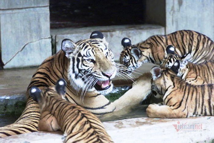 Cuộc giải cứu cá thể hổ rừng và bí ẩn ở địa danh 'Ba ông Cọp'