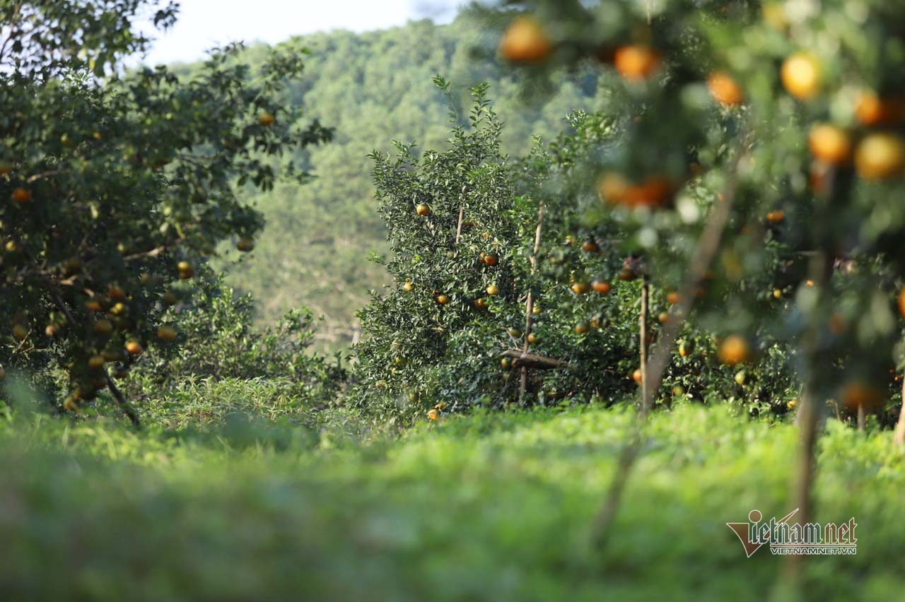 Làng cam rực vàng giữa rừng, thu vội 350 tỷ ăn Tết