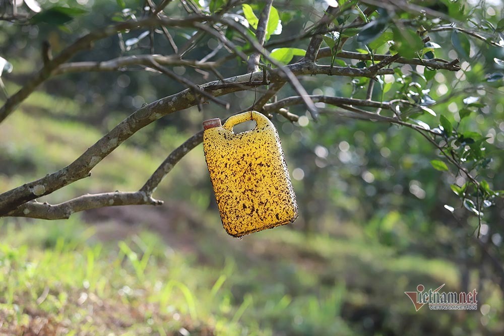 Làng cam rực vàng giữa rừng, thu vội 350 tỷ ăn Tết