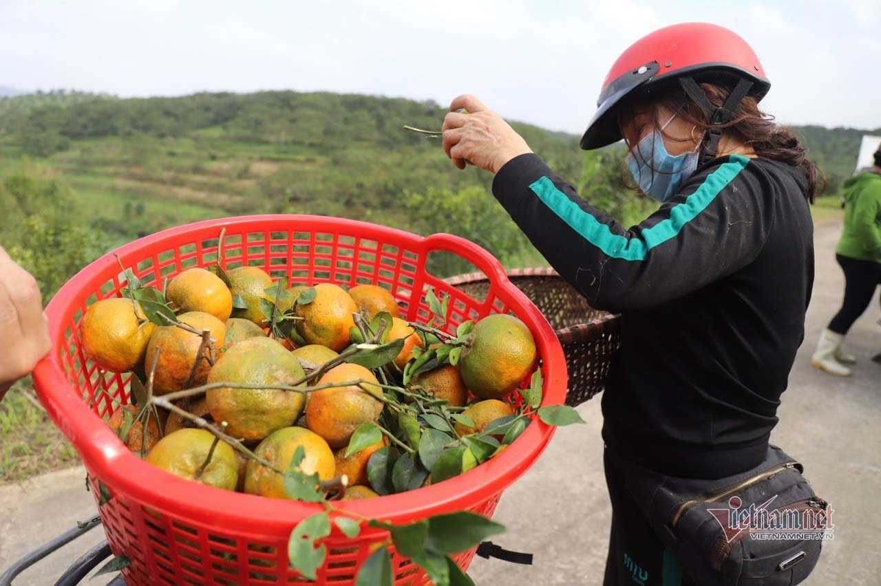 Làng cam rực vàng giữa rừng, thu vội 350 tỷ ăn Tết