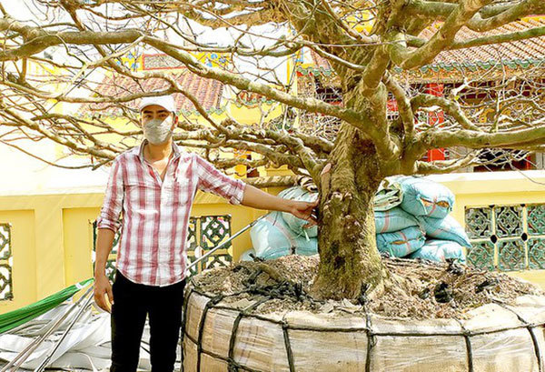 Yellow apricot tree sold at US$176,000