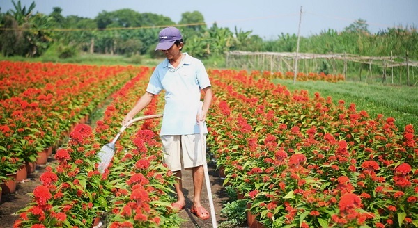 Bất ngờ chợ Tết 2022: Hoa cảnh đột nhiên khan hàng, tăng giá mạnh