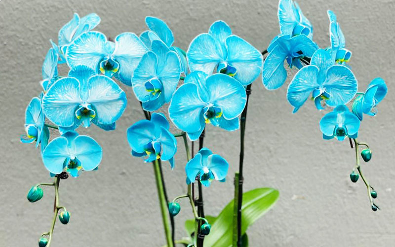 Lan hồ điệp màu lạ hiếm có, tiền triệu một cành vẫn mạnh tay chơi Tết