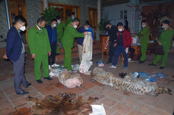 Chủ tịch xã tàng trữ, giết mổ hổ để nấu cao