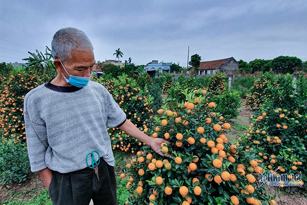Đào quất Tết 'nằm' yên ắng, khách hủy kèo, bỏ cọc cả vườn