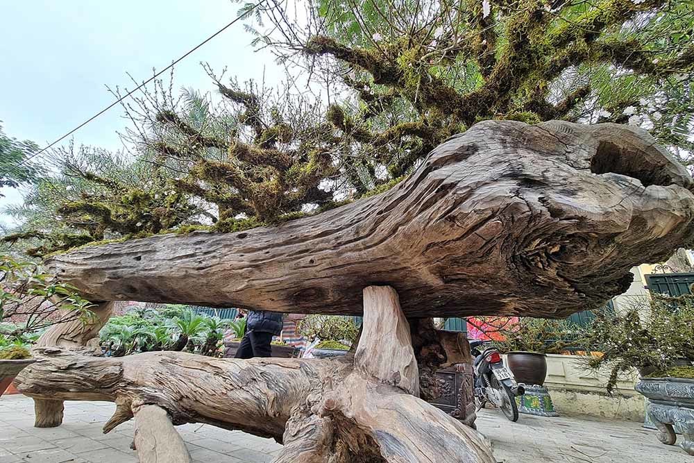 Độc nhất Hà Nội: Chậu nhất chi mai 'ngạo nghễ' trên thuyền độc mộc