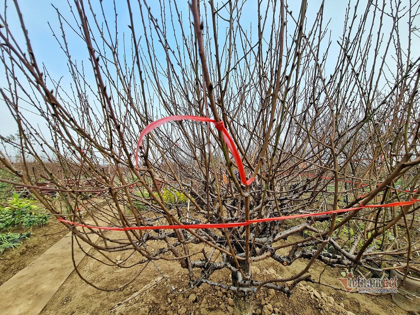 Vùng đào lớn nhất Hà Nội vào mùa phục vụ Tết