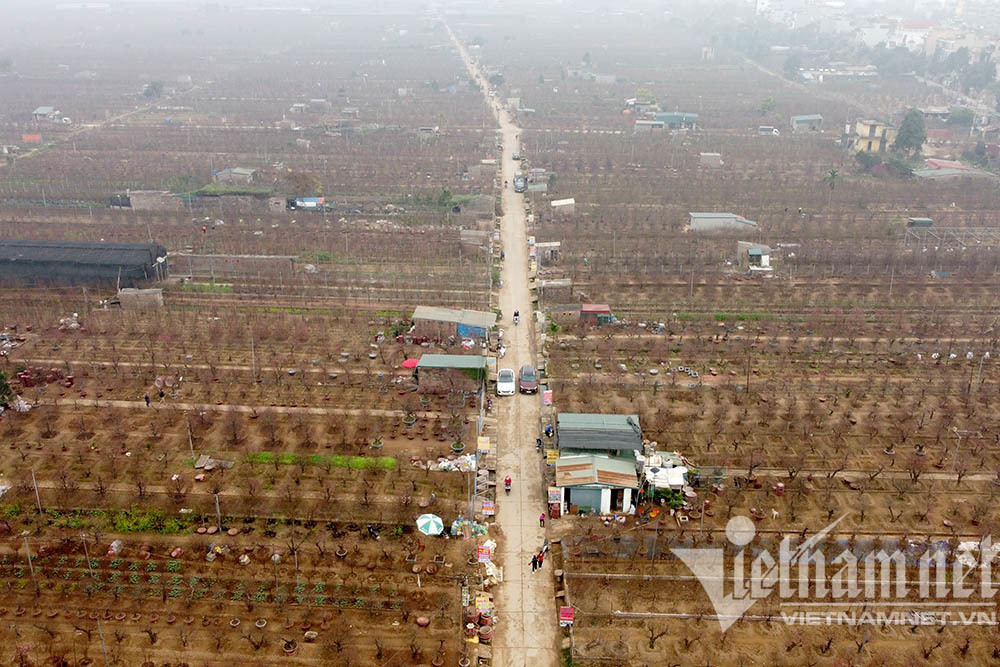 Vùng đào lớn nhất Hà Nội vào mùa phục vụ Tết