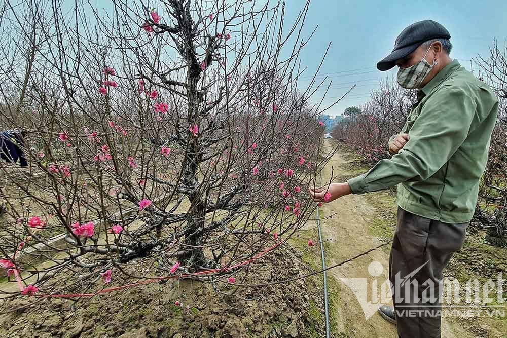 The largest peach blossom garden in Hanoi