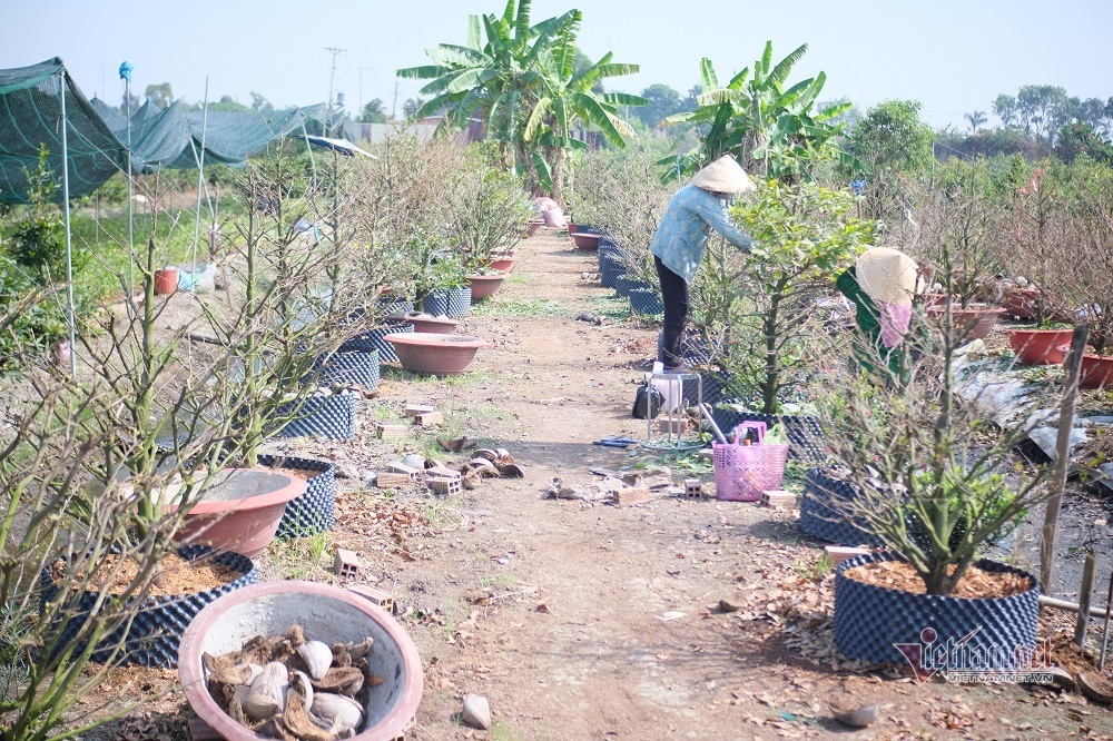 Mới qua Rằm, rầu lòng đóng vườn, bỏ chợ chờ Tết sang năm