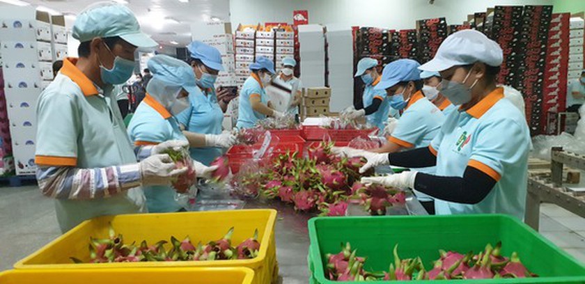 HCMC, Mekong Delta develop formal distribution system of farm produce