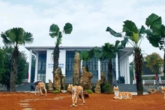 Yêu cầu di dời 5 tượng hổ 'dị dạng', gầy nhom ở thị xã Phú Thọ