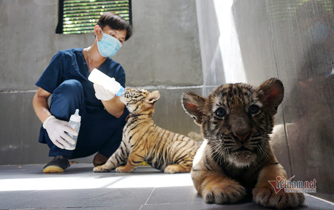 Caretakers look after tigers at Pu Mat National Park's rescue center
