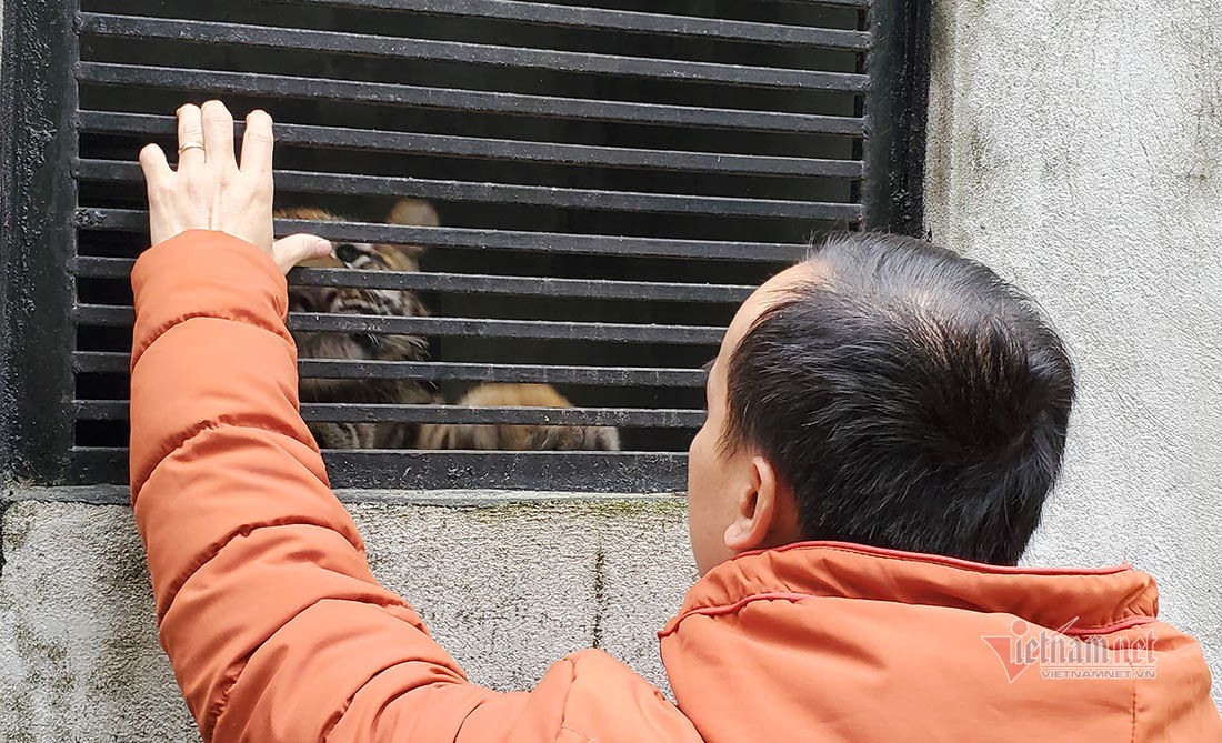 Chuyện về bức ảnh duy nhất chụp cá thể hổ rừng ở Việt Nam