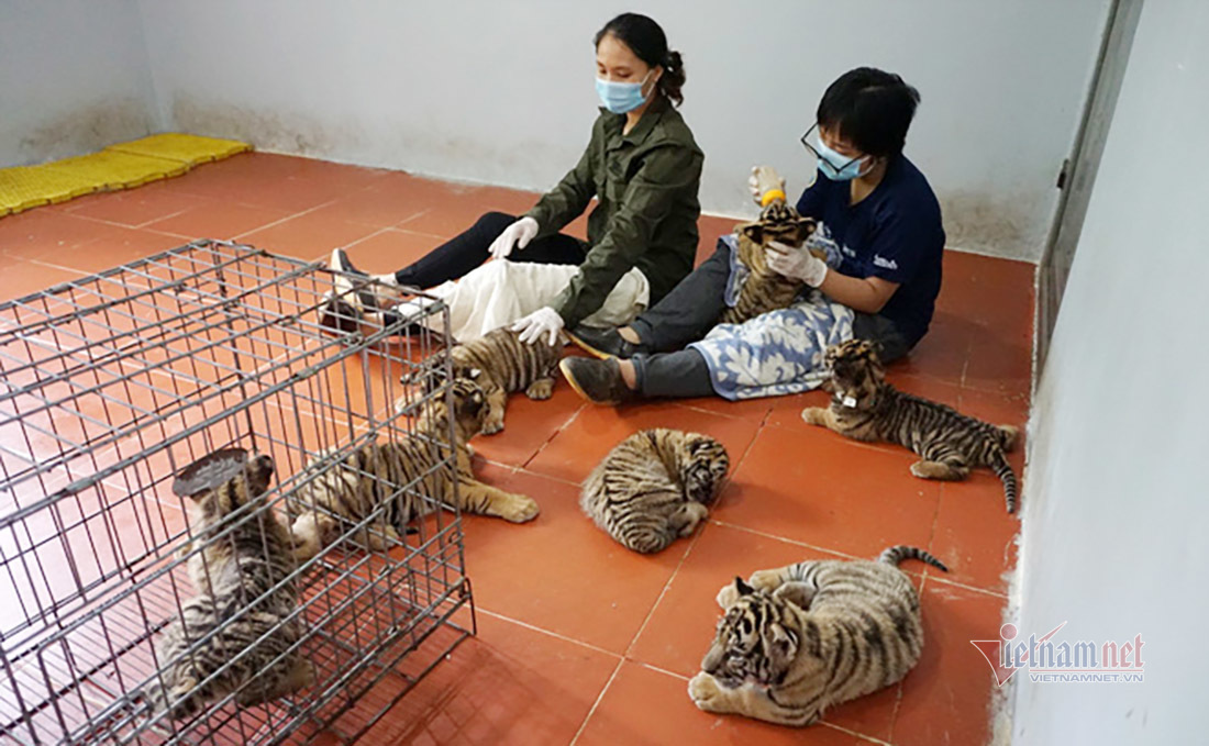 Chuyện về bức ảnh duy nhất chụp cá thể hổ rừng ở Việt Nam