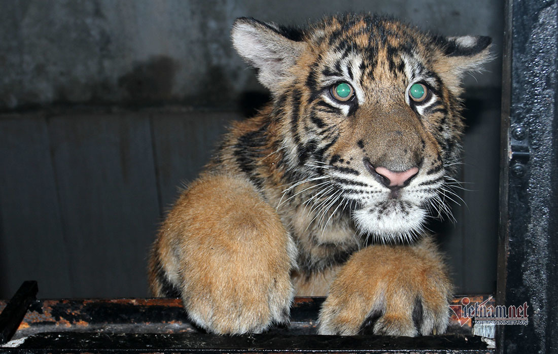 Chuyện về bức ảnh duy nhất chụp cá thể hổ rừng ở Việt Nam