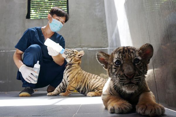 Caretakers look after tigers at Pu Mat National Park’s rescue center