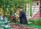 Ông bố Hà Nội chi 200 triệu đồng mang 10 tấn đất làm vườn sân thượng