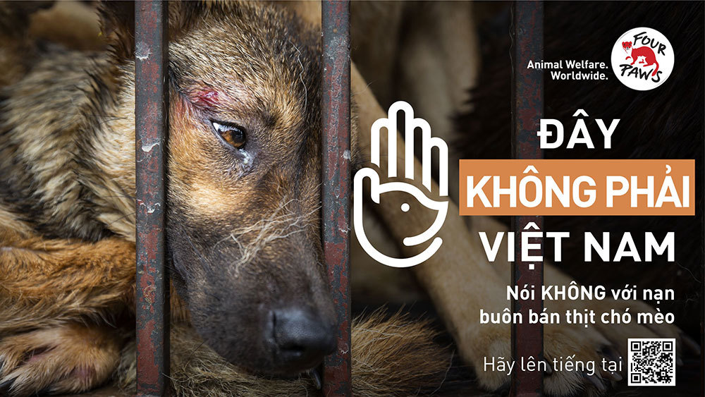 Đa số người dân Việt muốn có lệnh cấm buôn bán thịt chó, mèo
