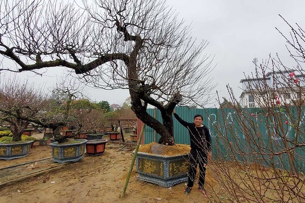 Cây đào huyền cổ thụ xuất hiện ở Nghệ An, giá thuê chơi Tết 120 triệu