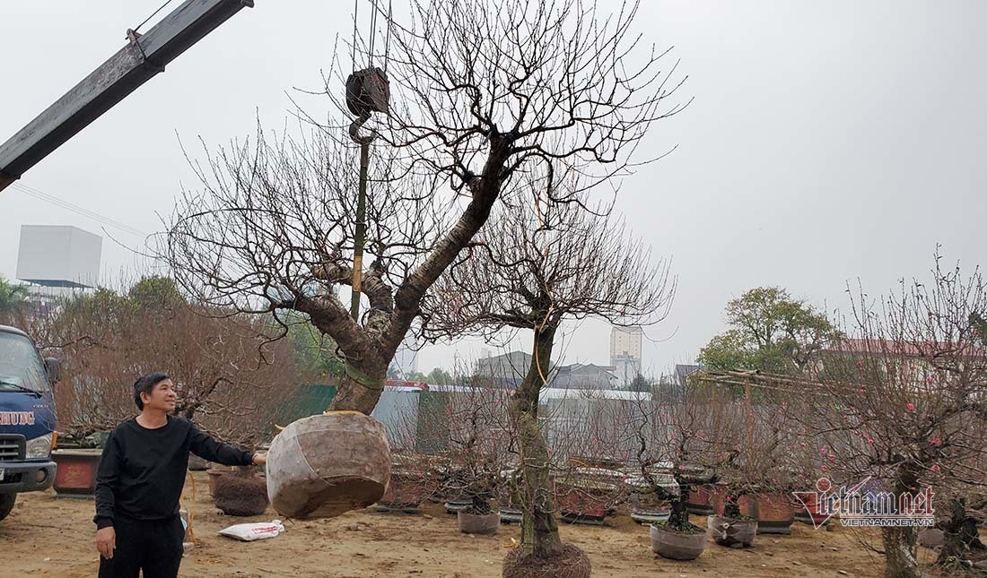 Cây đào huyền cổ thụ xuất hiện ở Nghệ An, giá thuê chơi Tết 120 triệu
