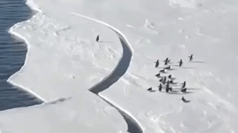 Clip chú chim cánh cụt hớt hải chạy khỏi tảng băng tan khiến người xem 'rớt tim'