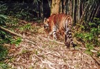 The story behind the only photo of a wild tiger in Vietnam