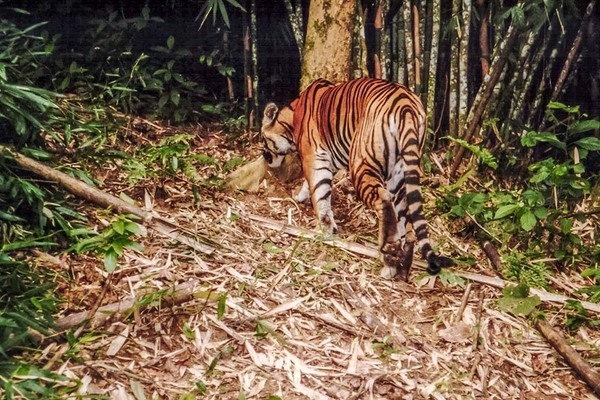 The story behind the only photo of a wild tiger in Vietnam