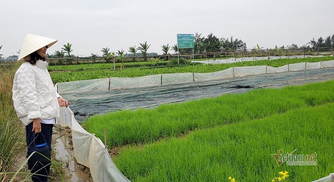 Người phụ nữ xứ Nghệ trồng lúa mạch trên đồng đất nắng gió miền Trung