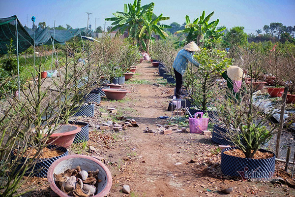 Mới qua Rằm, rầu lòng đóng vườn, bỏ chợ chờ Tết sang năm